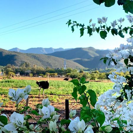 Berluda Farmhouse And Cottages Oudtshoorn Ngoại thất bức ảnh